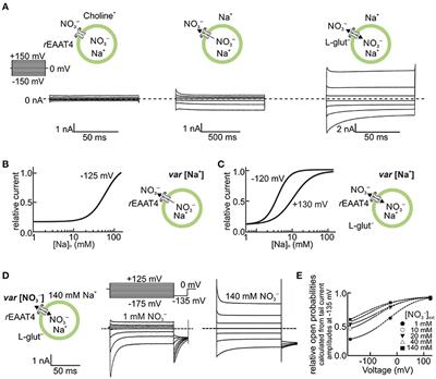 Cellular Physiology and Pathophysiology of EAAT Anion Channels